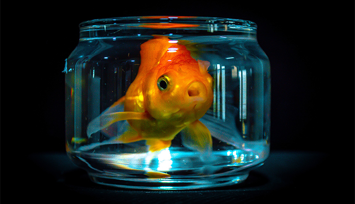 Ein Glas mit einem Goldfisch